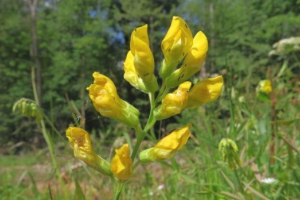 Obiteljska motomija (biljke) Obiteljska motomija (biljke)